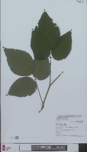  (Rubus negatus - L 0896185)  @11 [ ] CreativeCommons - Attribution Non-Commercial Share-Alike (2012) Naturalis Biodiversity center Naturalis Biodiversity center