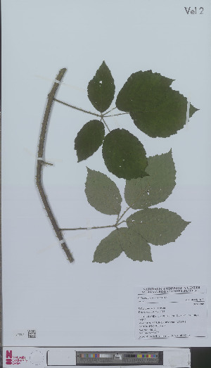  (Rubus genevieri - L 0896218)  @11 [ ] CreativeCommons - Attribution Non-Commercial Share-Alike (2012) Naturalis Biodiversity center Naturalis Biodiversity center