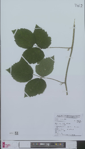  (Rubus oreades - L 0896216)  @11 [ ] CreativeCommons - Attribution Non-Commercial Share-Alike (2012) Naturalis Biodiversity center Naturalis Biodiversity center