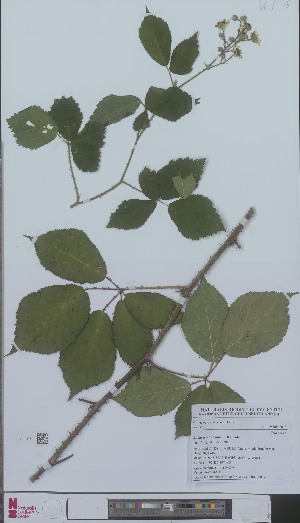  (Rubus teretiusculus - L 0896207)  @11 [ ] CreativeCommons - Attribution Non-Commercial Share-Alike (2012) Naturalis Biodiversity center Naturalis Biodiversity center