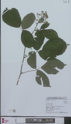  (Rubus rudis - L 0896196)  @11 [ ] CreativeCommons - Attribution Non-Commercial Share-Alike (2012) Naturalis Biodiversity center Naturalis Biodiversity center