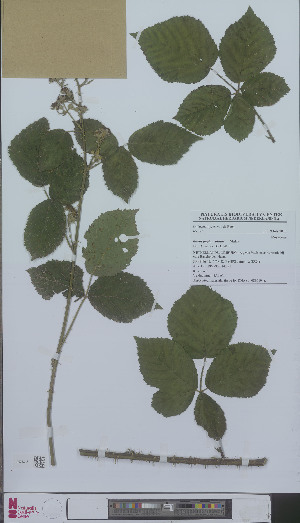  (Rubus pugiunculosus - L 0896194)  @11 [ ] CreativeCommons - Attribution Non-Commercial Share-Alike (2012) Naturalis Biodiversity center Naturalis Biodiversity center