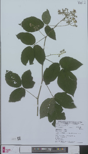  (Rubus muridens - L 0896220)  @11 [ ] CreativeCommons - Attribution Non-Commercial Share-Alike (2012) Naturalis Biodiversity center Naturalis Biodiversity center
