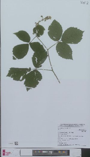  (Rubus mucronipetalus - L 0896221)  @11 [ ] CreativeCommons - Attribution Non-Commercial Share-Alike (2012) Naturalis Biodiversity center Naturalis Biodiversity center
