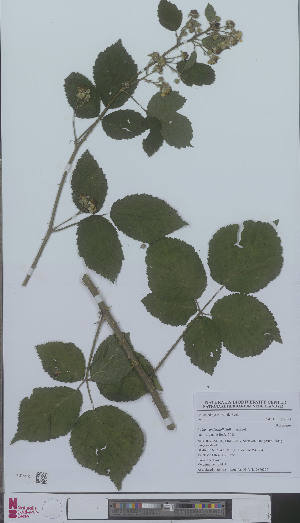  (Rubus vandermeijdenii - L 0896226)  @11 [ ] CreativeCommons - Attribution Non-Commercial Share-Alike (2012) Naturalis Biodiversity center Naturalis Biodiversity center