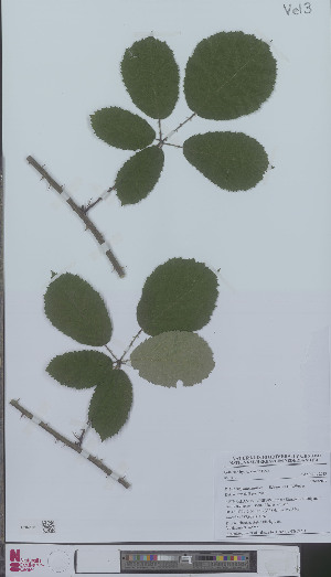  (Rubus elegantispinosus - L 0896227)  @11 [ ] CreativeCommons - Attribution Non-Commercial Share-Alike (2012) Naturalis Biodiversity center Naturalis Biodiversity center