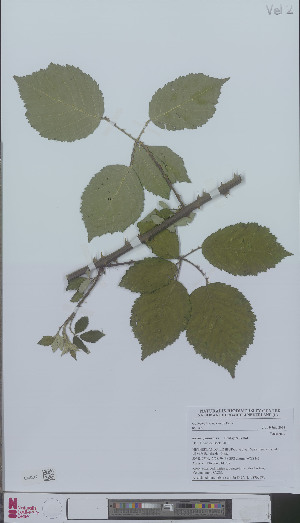  (Rubus spina-curva - L 0896239)  @11 [ ] CreativeCommons - Attribution Non-Commercial Share-Alike (2012) Naturalis Biodiversity center Naturalis Biodiversity center