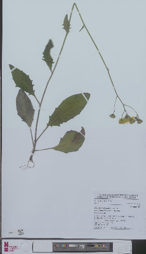  (Hieracium lachenalii pinnatifidum - L 0896266)  @11 [ ] CreativeCommons - Attribution Non-Commercial Share-Alike (2012) Naturalis Biodiversity center Naturalis Biodiversity center