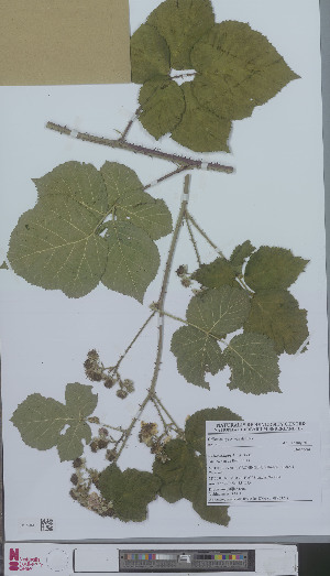  (Rubus schipperi - L 0896321)  @11 [ ] CreativeCommons - Attribution Non-Commercial Share-Alike (2012) Naturalis Biodiversity center Naturalis Biodiversity center