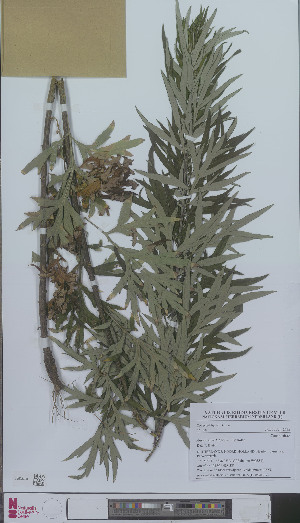  (Artemisia verlotiorum - L 0896337)  @11 [ ] CreativeCommons - Attribution Non-Commercial Share-Alike (2012) Naturalis Biodiversity center Naturalis Biodiversity center