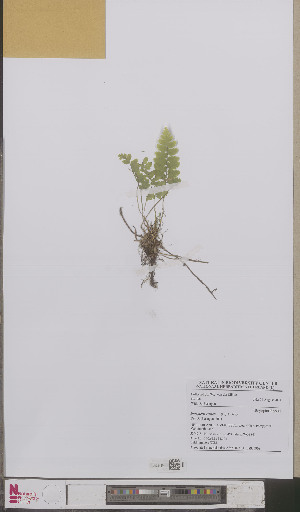  ( - L 0892590)  @11 [ ] CreativeCommons - Attribution Non-Commercial Share-Alike (2012) Naturalis Biodiversity center Naturalis Biodiversity center