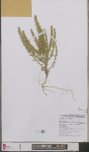  (Chenopodium botrys - L 0892408)  @11 [ ] CreativeCommons - Attribution Non-Commercial Share-Alike (2012) Naturalis Biodiversity center Naturalis Biodiversity center