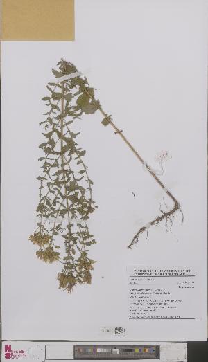  (Hypericum maculatum obtusiusculum - L 0892875)  @11 [ ] CreativeCommons - Attribution Non-Commercial Share-Alike (2012) Naturalis Biodiversity center Naturalis Biodiversity center