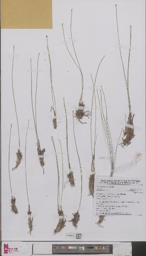  (Trichophorum cespitosum - L 0892872)  @11 [ ] CreativeCommons - Attribution Non-Commercial Share-Alike (2012) Naturalis Biodiversity center Naturalis Biodiversity center
