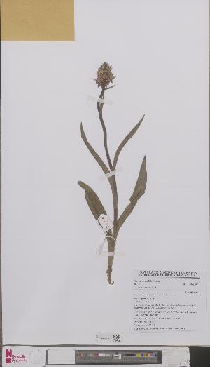  (Dactylorhiza majalis - L 0893047)  @11 [ ] CreativeCommons - Attribution Non-Commercial Share-Alike (2012) Naturalis Biodiversity center Naturalis Biodiversity center