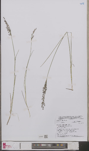  (Juncus alpinoarticulatus atricapillus - L 0893548)  @11 [ ] CreativeCommons - Attribution Non-Commercial Share-Alike (2012) Naturalis Biodiversity center Naturalis Biodiversity center