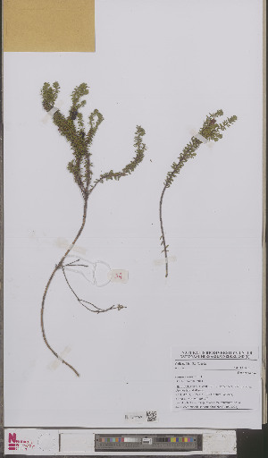  ( - L 0893221)  @11 [ ] CreativeCommons - Attribution Non-Commercial Share-Alike (2012) Naturalis Biodiversity center Naturalis Biodiversity center