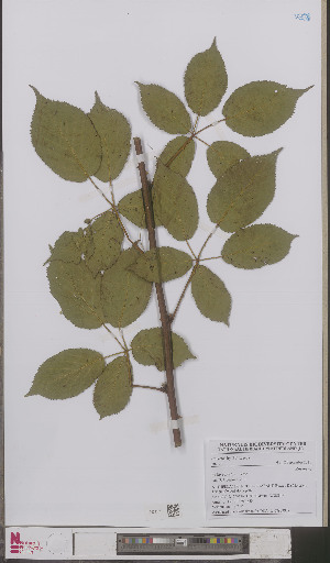  (Rubus sulcatus - L 0893390)  @11 [ ] CreativeCommons - Attribution Non-Commercial Share-Alike (2012) Naturalis Biodiversity center Naturalis Biodiversity center