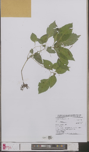  (Impatiens parviflora - L 0893435)  @11 [ ] CreativeCommons - Attribution Non-Commercial Share-Alike (2012) Naturalis Biodiversity center Naturalis Biodiversity center