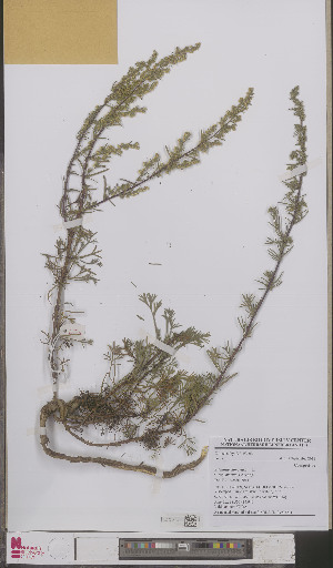  (Artemisia campestris - L 0893527)  @11 [ ] CreativeCommons - Attribution Non-Commercial Share-Alike (2012) Naturalis Biodiversity center Naturalis Biodiversity center