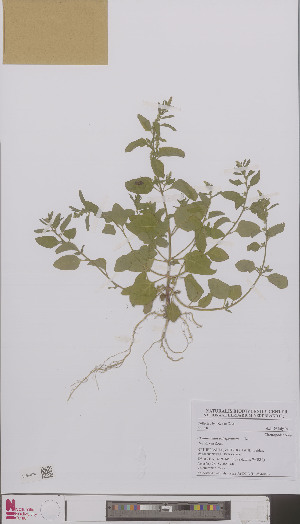  (Chenopodium polyspermum - L 0896443)  @11 [ ] CreativeCommons - Attribution Non-Commercial Share-Alike (2012) Naturalis Biodiversity center Naturalis Biodiversity center