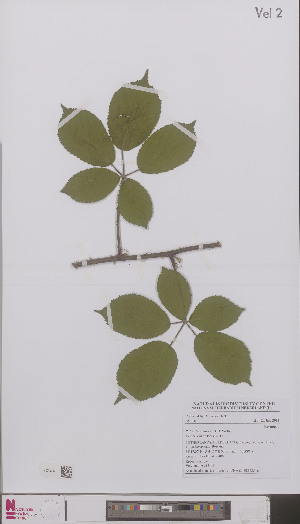  (Rubus lasiandrus - L 0896354)  @11 [ ] CreativeCommons - Attribution Non-Commercial Share-Alike (2012) Naturalis Biodiversity center Naturalis Biodiversity center