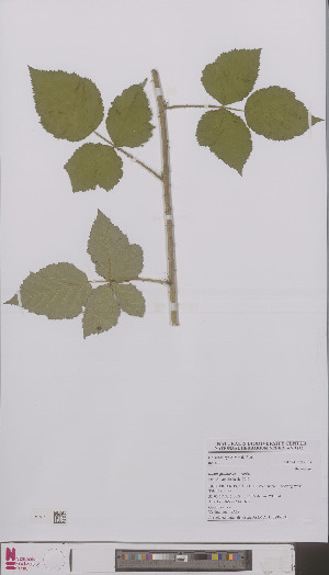  (Rubus pruinosus - L 0896373)  @11 [ ] CreativeCommons - Attribution Non-Commercial Share-Alike (2012) Naturalis Biodiversity center Naturalis Biodiversity center