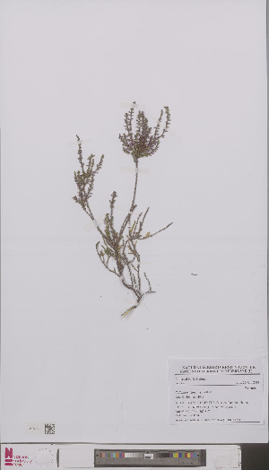  ( - L 0896375)  @11 [ ] CreativeCommons - Attribution Non-Commercial Share-Alike (2012) Naturalis Biodiversity center Naturalis Biodiversity center