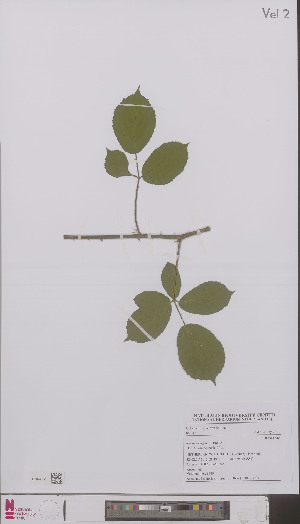  (Rubus egregius - L 0896379)  @11 [ ] CreativeCommons - Attribution Non-Commercial Share-Alike (2012) Naturalis Biodiversity center Naturalis Biodiversity center