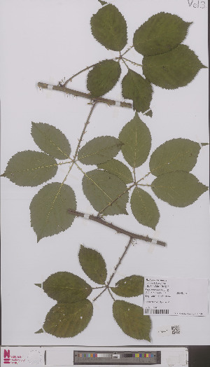  (Rubus incarnatus - L 0896380)  @11 [ ] CreativeCommons - Attribution Non-Commercial Share-Alike (2012) Naturalis Biodiversity center Naturalis Biodiversity center
