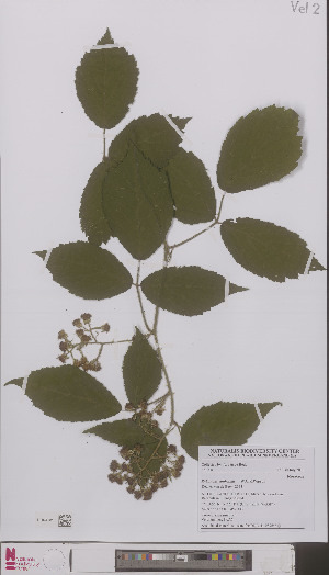  (Rubus euryanthemus - L 0896454)  @11 [ ] CreativeCommons - Attribution Non-Commercial Share-Alike (2012) Naturalis Biodiversity center Naturalis Biodiversity center