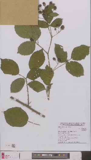  (Rubus integribasis - L 0896470)  @11 [ ] CreativeCommons - Attribution Non-Commercial Share-Alike (2012) Naturalis Biodiversity center Naturalis Biodiversity center