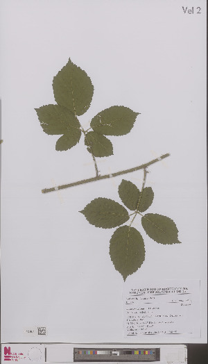  (Rubus caninitergi - L 0896485)  @11 [ ] CreativeCommons - Attribution Non-Commercial Share-Alike (2012) Naturalis Biodiversity center Naturalis Biodiversity center