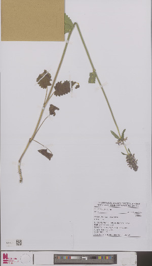  (Betonica officinalis - L 0896487)  @11 [ ] CreativeCommons - Attribution Non-Commercial Share-Alike (2012) Naturalis Biodiversity center Naturalis Biodiversity center