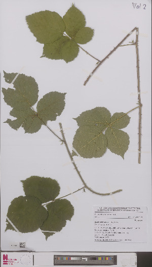  (Rubus dumetorum - L 0896494)  @11 [ ] CreativeCommons - Attribution Non-Commercial Share-Alike (2012) Naturalis Biodiversity center Naturalis Biodiversity center