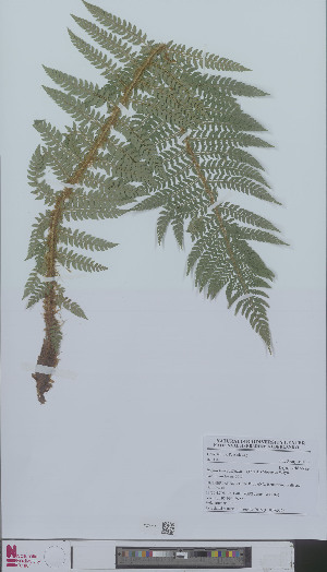  (Polystichum setiferum - L 0896536)  @11 [ ] CreativeCommons - Attribution Non-Commercial Share-Alike (2012) Naturalis Biodiversity center Naturalis Biodiversity center