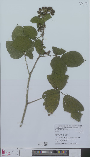  (Rubus corylifolius - L 0896594)  @11 [ ] CreativeCommons - Attribution Non-Commercial Share-Alike (2012) Naturalis Biodiversity center Naturalis Biodiversity center