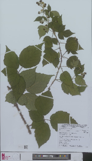  (Rubus braeuckeriformis - L 0896585)  @11 [ ] CreativeCommons - Attribution Non-Commercial Share-Alike (2012) Naturalis Biodiversity center Naturalis Biodiversity center