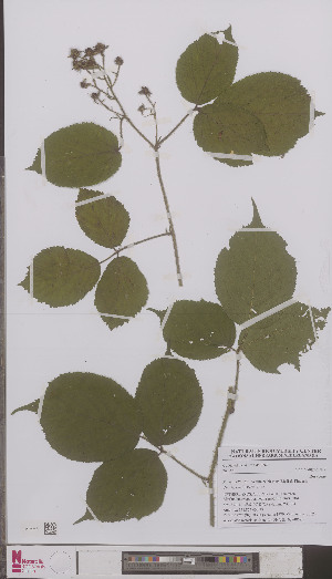  (Rubus bellardii - L 0894862)  @11 [ ] CreativeCommons - Attribution Non-Commercial Share-Alike (2012) Naturalis Biodiversity center Naturalis Biodiversity center
