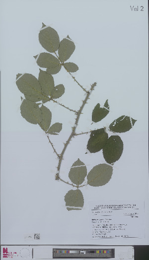  (Rubus muenteri - L 0896643)  @11 [ ] CreativeCommons - Attribution Non-Commercial Share-Alike (2012) Naturalis Biodiversity center Naturalis Biodiversity center