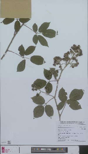 (Rubus rubercadaver - L 0896645)  @11 [ ] CreativeCommons - Attribution Non-Commercial Share-Alike (2012) Naturalis Biodiversity center Naturalis Biodiversity center