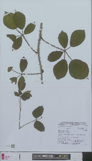 (Rubus vulgaris - L 0896648)  @11 [ ] CreativeCommons - Attribution Non-Commercial Share-Alike (2012) Naturalis Biodiversity center Naturalis Biodiversity center