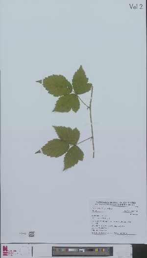  (Rubus mus - L 0896652)  @11 [ ] CreativeCommons - Attribution Non-Commercial Share-Alike (2012) Naturalis Biodiversity center Naturalis Biodiversity center