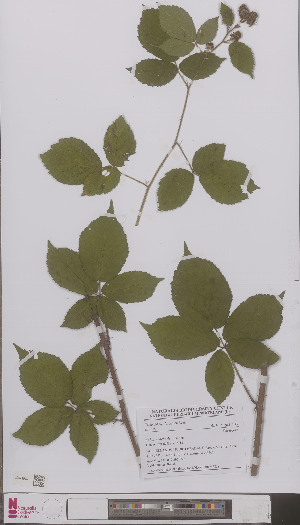  (Rubus sciocharis - L 0896683)  @11 [ ] CreativeCommons - Attribution Non-Commercial Share-Alike (2012) Naturalis Biodiversity center Naturalis Biodiversity center