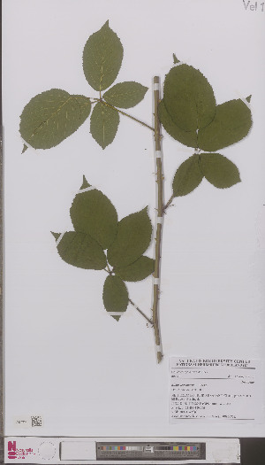  (Rubus leucandrus - L 0896686)  @11 [ ] CreativeCommons - Attribution Non-Commercial Share-Alike (2012) Naturalis Biodiversity center Naturalis Biodiversity center