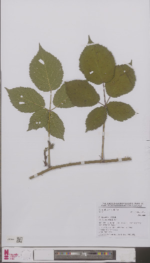  (Rubus planus - L 0896689)  @11 [ ] CreativeCommons - Attribution Non-Commercial Share-Alike (2012) Naturalis Biodiversity center Naturalis Biodiversity center