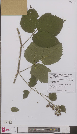  (Rubus nitidiformis - L 0896698)  @11 [ ] CreativeCommons - Attribution Non-Commercial Share-Alike (2012) Naturalis Biodiversity center Naturalis Biodiversity center
