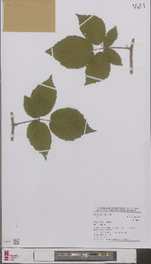  (Rubus iuvenis - L 0896748)  @11 [ ] CreativeCommons - Attribution Non-Commercial Share-Alike (2012) Naturalis Biodiversity center Naturalis Biodiversity center