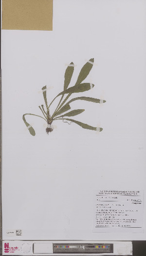  (Hieracium praealtum - L 0896763)  @11 [ ] CreativeCommons - Attribution Non-Commercial Share-Alike (2012) Naturalis Biodiversity center Naturalis Biodiversity center