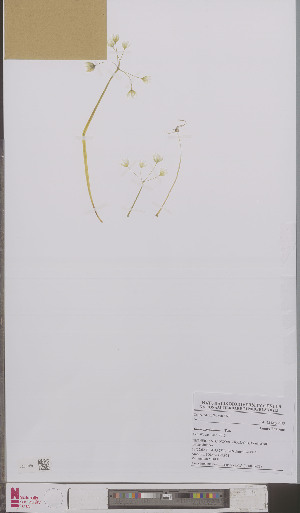 (Allium pendulinum - L 0895621)  @11 [ ] CreativeCommons - Attribution Non-Commercial Share-Alike (2012) Naturalis Biodiversity center Naturalis Biodiversity center